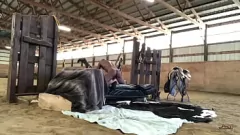 Reproduzir Sloan Rider e Coach Cardher em um trio interracial selvagem com Randy Denmark - peitos grandes e ação canina